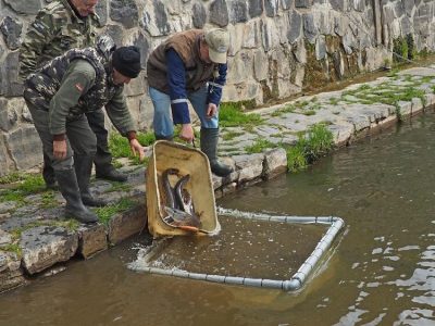 Nasazování štik, amurů a bílé ryby