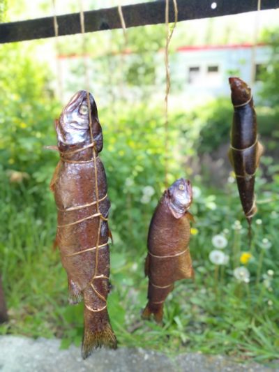 Rybí košt v Liběchově