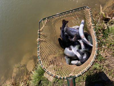 Začíná pstruhová sezona