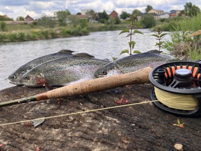 Násady kaprů a pstruhů