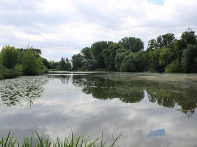 411 167 podrevír 3, LABE 14 A - Mlazické tůně